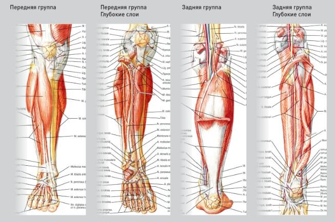 Мышцы голени