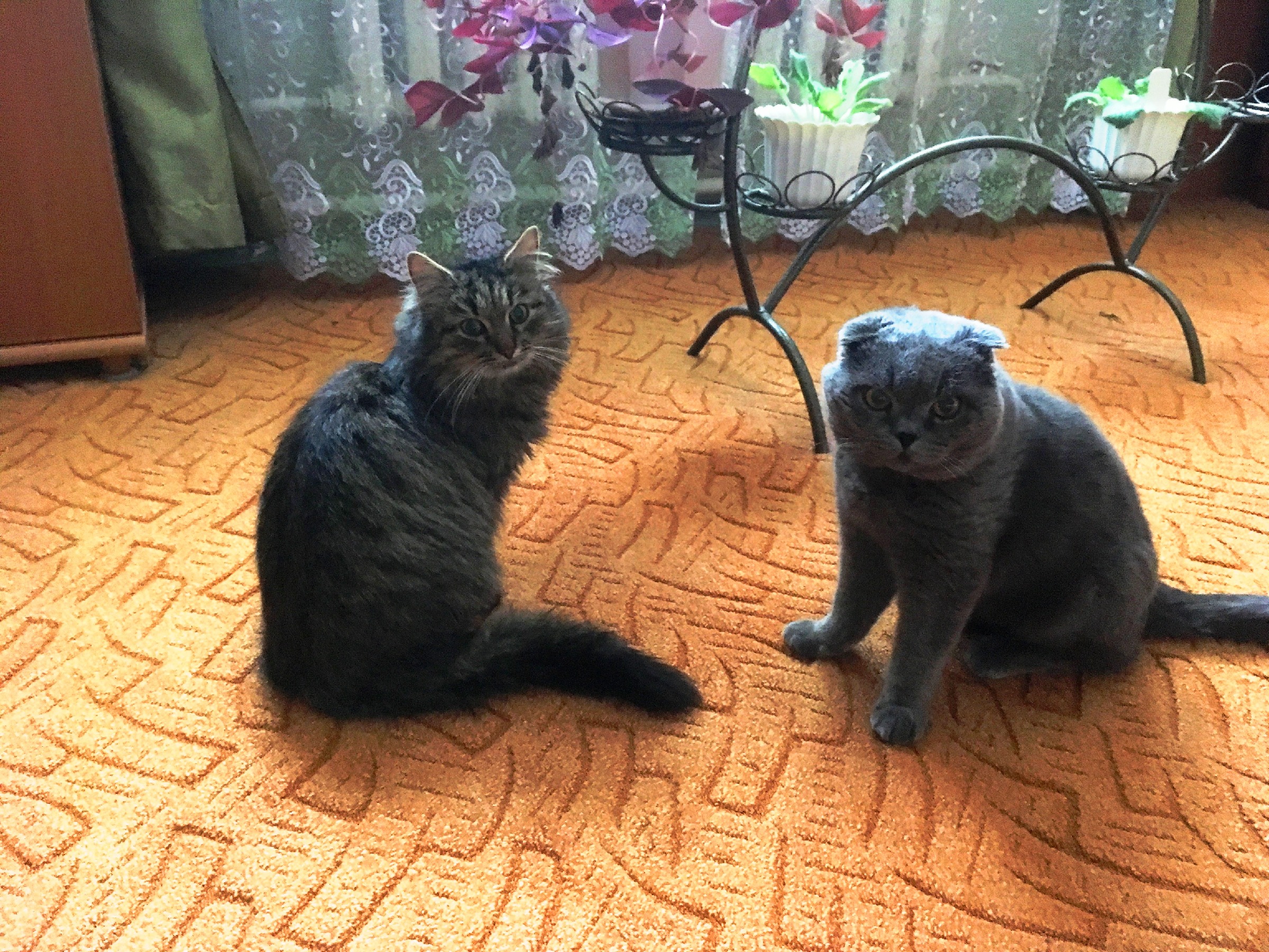 Вот наши два кота. Это коты очень воспитанные:) Васька и Тихон