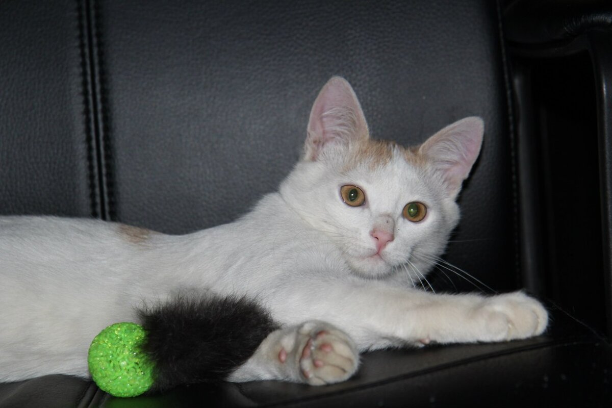 Во временном доме этот милый котёнок установил свой режим дня