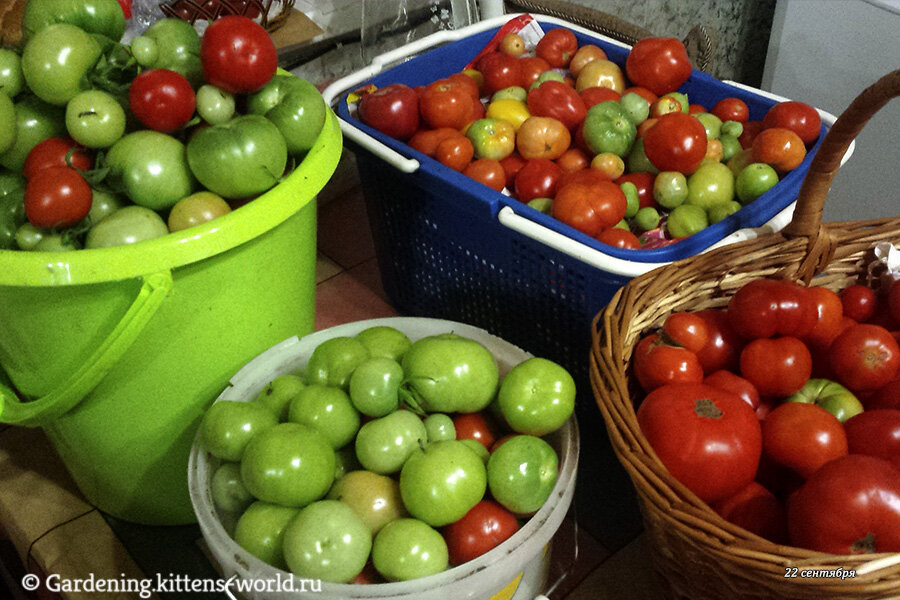 Урожай помидоров, последнее снятие, 22 сентября. В синей корзинке - помидоры с опытных кустов, присмотритесь - помидоры разные не только по форме, но и по окраске - есть желтые.