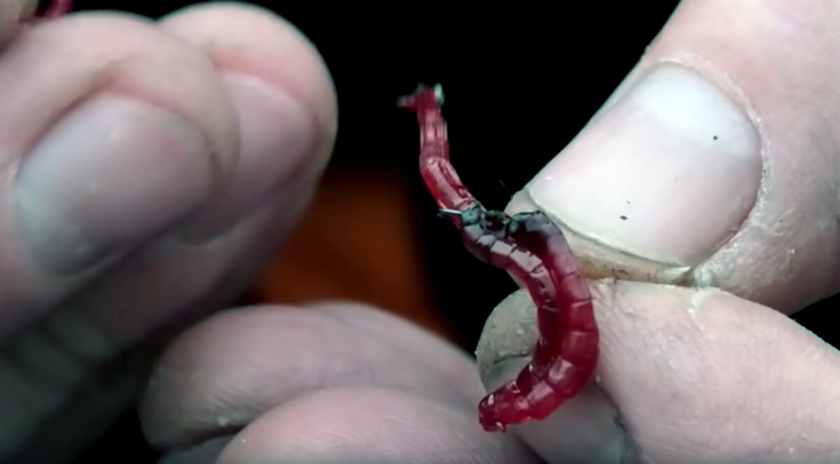 Мотыль на карася