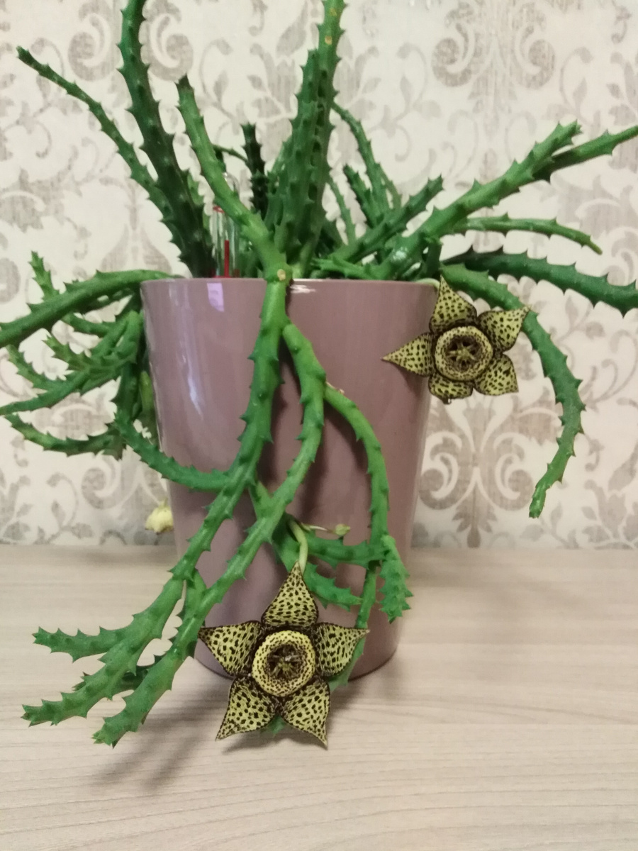 Это стапелия