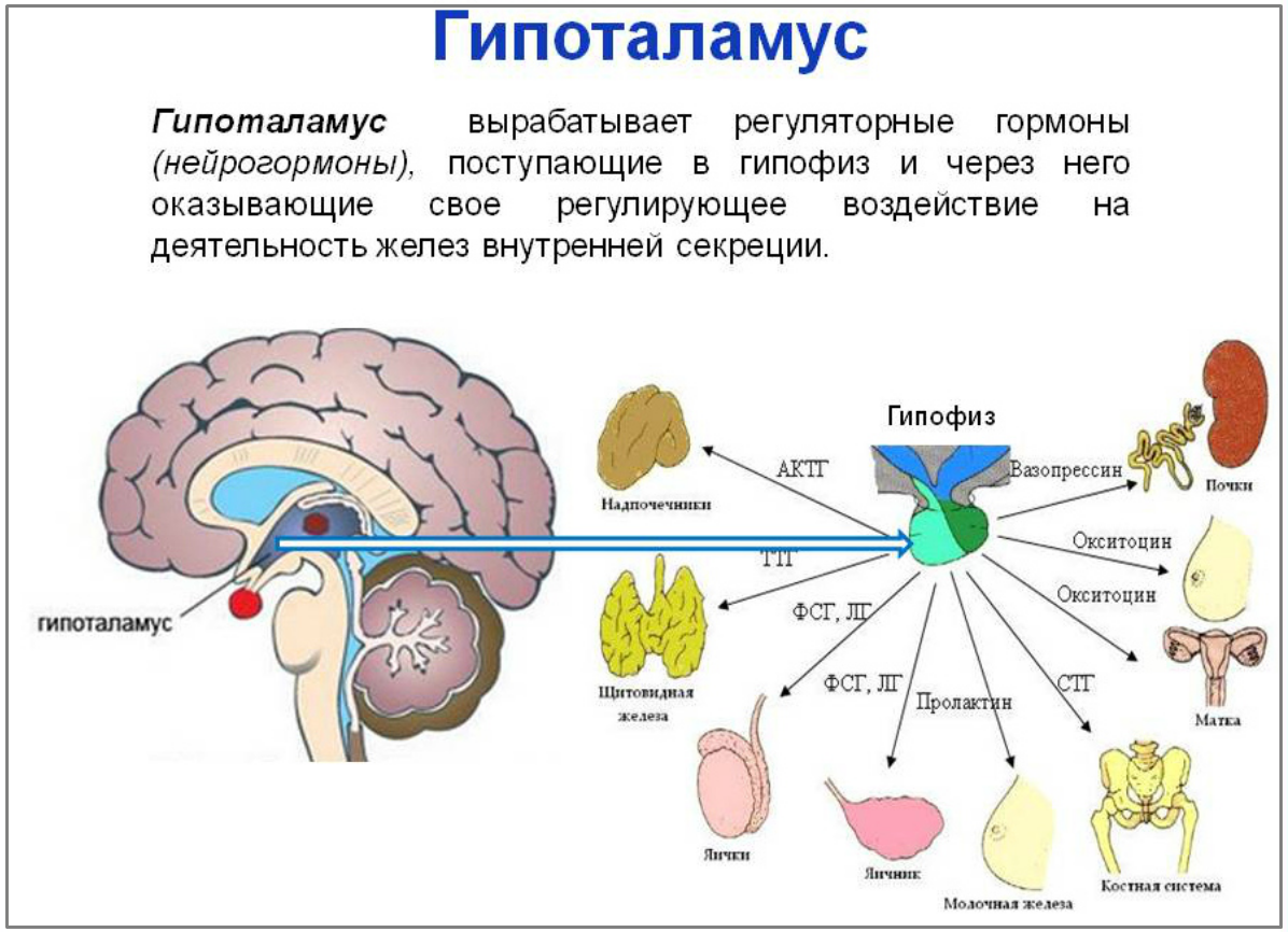 Мозги 4 ответы. Функции отделов головного мозга гипоталамус. ЦНС гипоталамус структура. Гипоталамус эндокринная система. Гипофиз головного мозга строение гормоны.