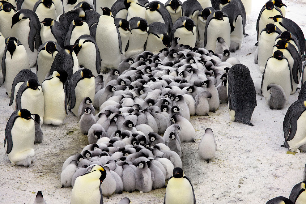 Пингвин. Детям о пингвинах