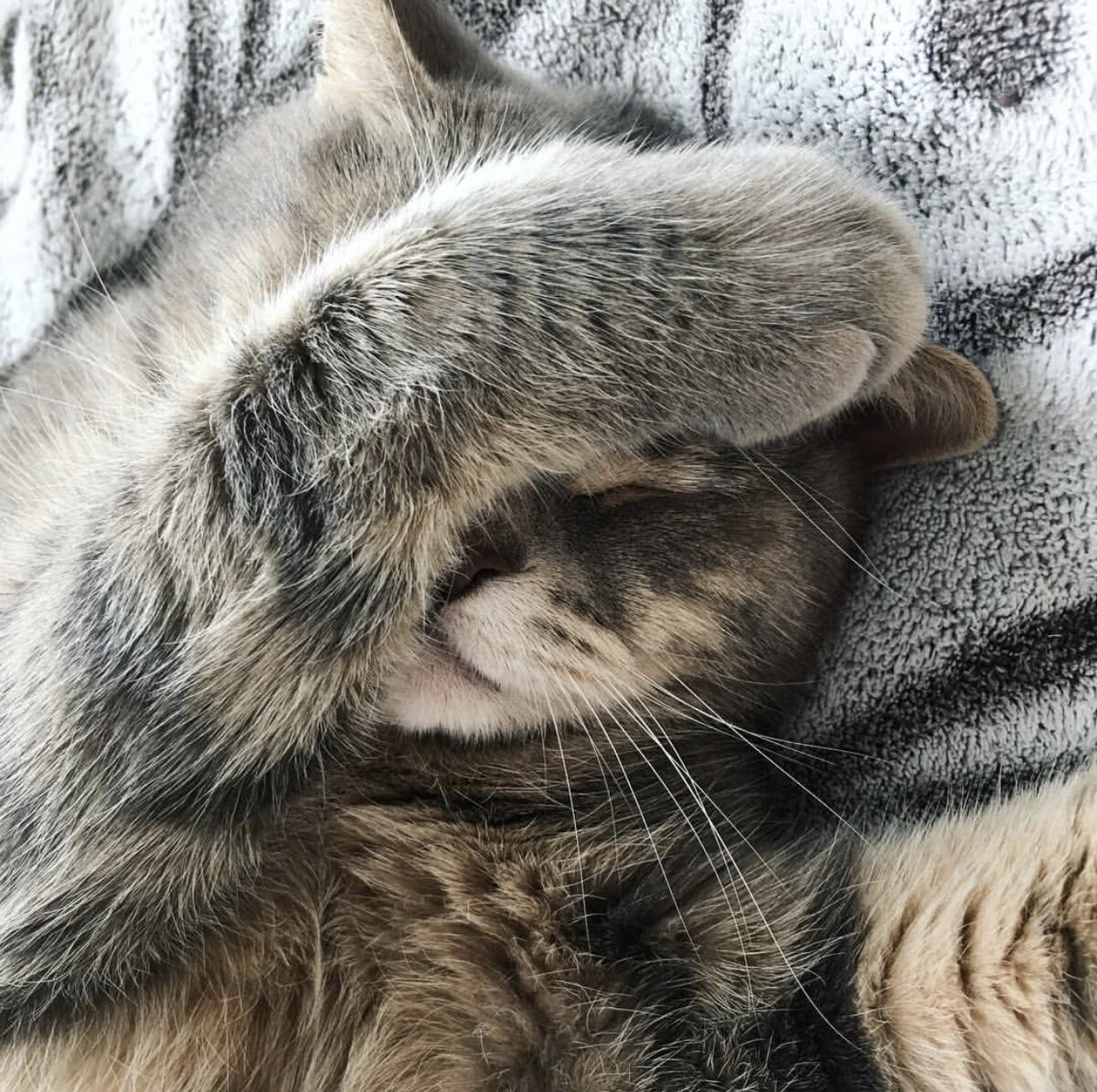 Как ухаживать за британскими котятами?