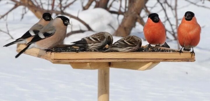 Фото из интернета