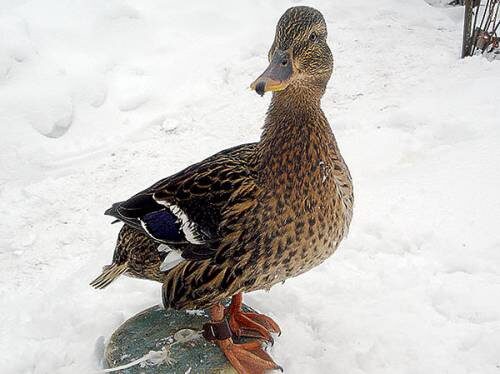 Фото из общедоступных источников в интернете