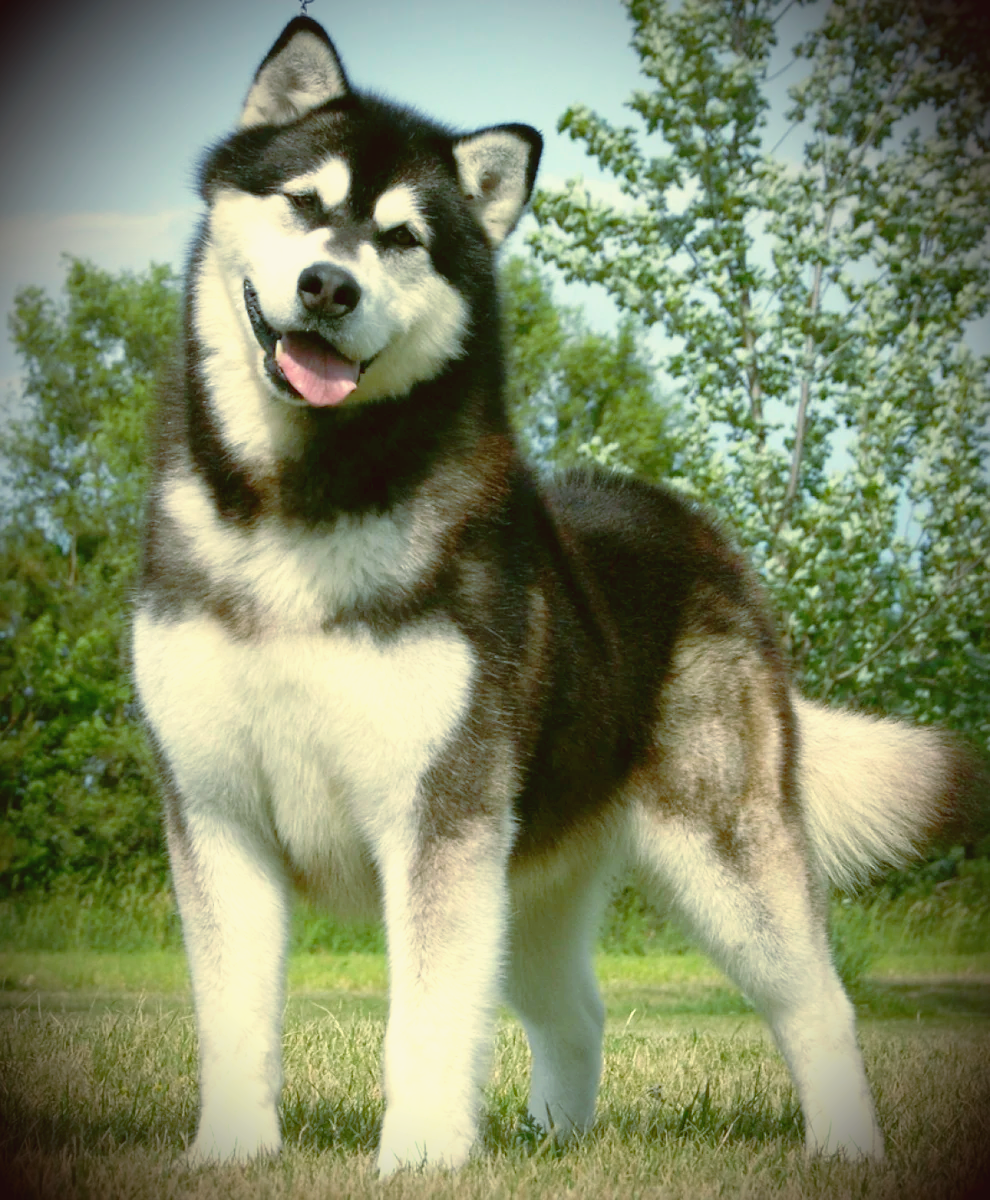 Подрощенный маламут ;)