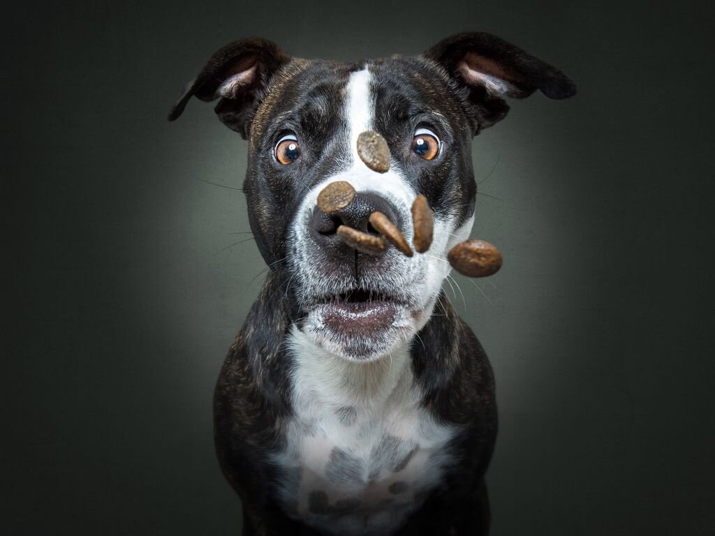 С помощью раздражителей и провокаций можно добиться больших успехах в тренировке на выдержку