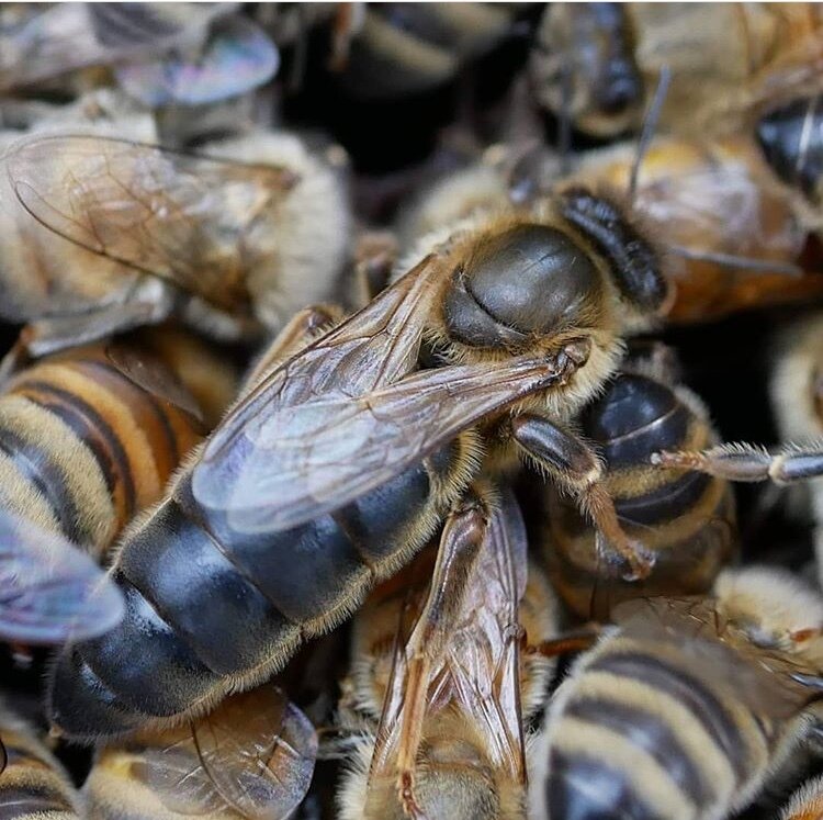 Пчеломатка Карпатка.