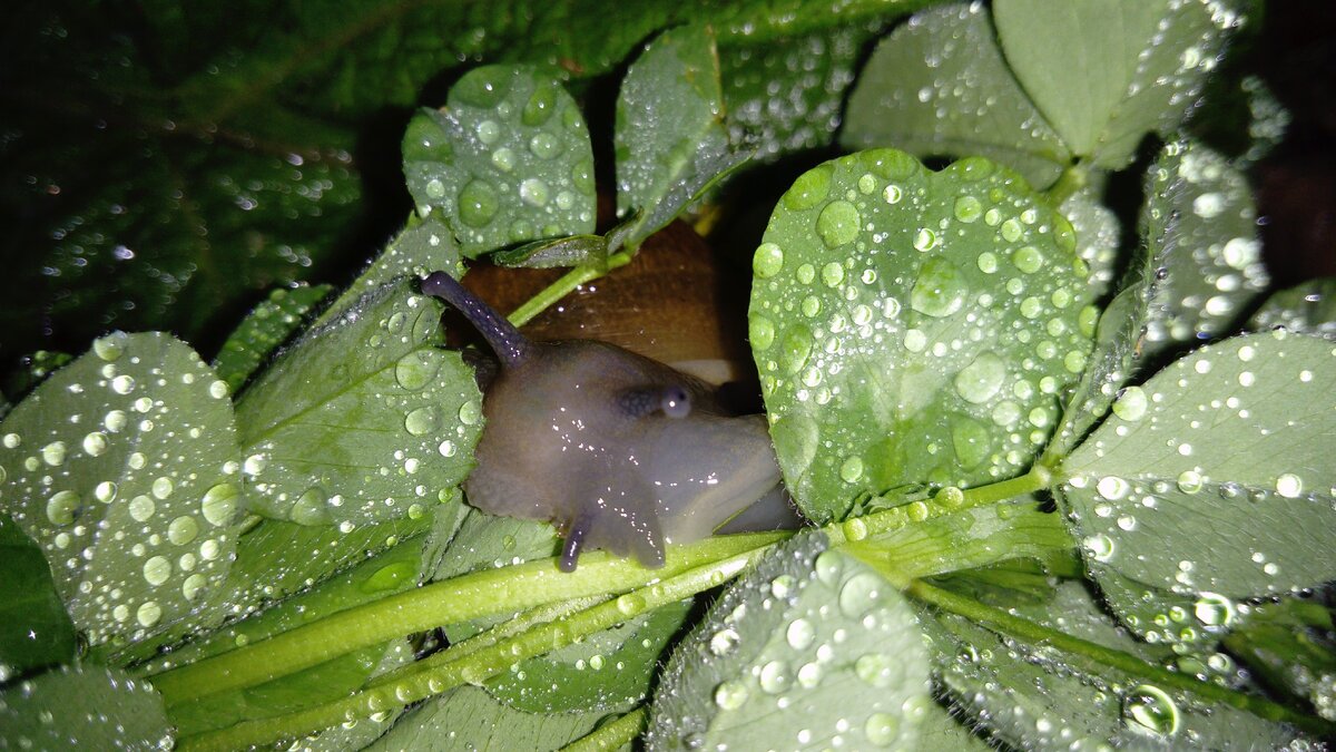 Кушаем клевер