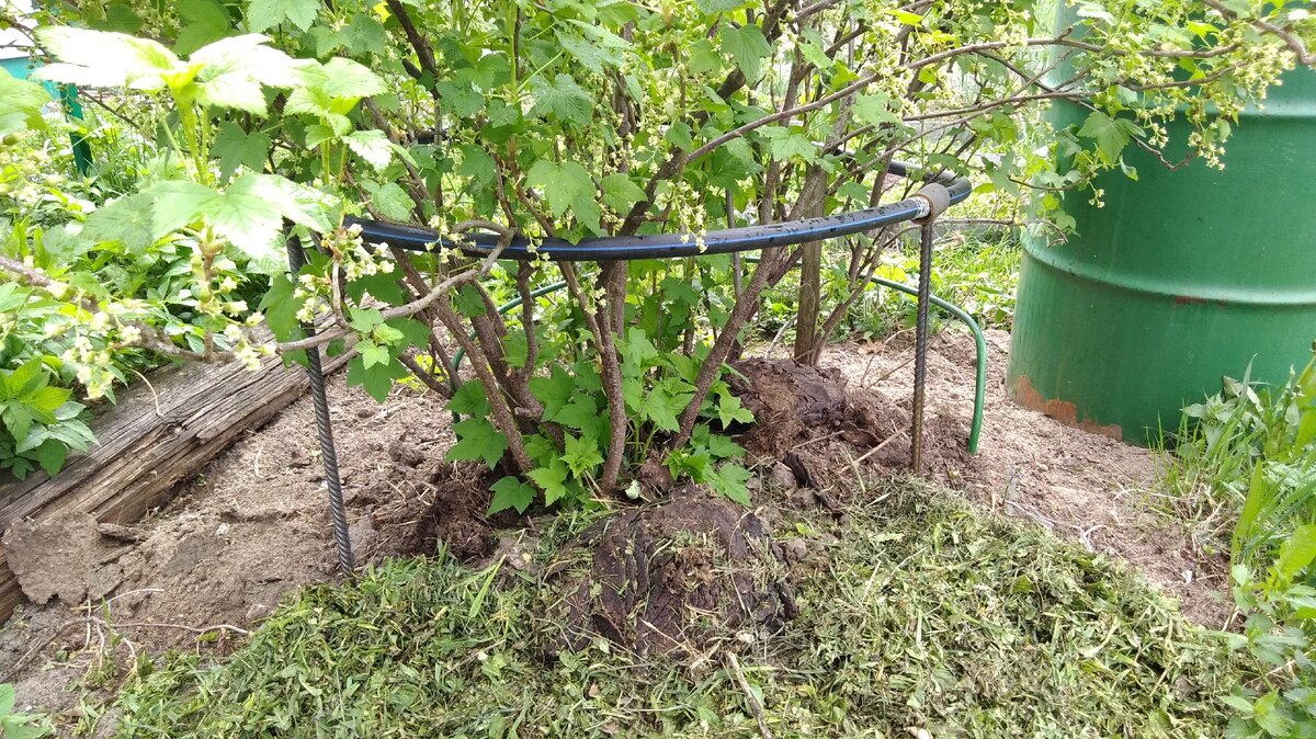 Бросила под куст навоз и начала засыпать приствольный круг мелко порезанной травой - мульчей.