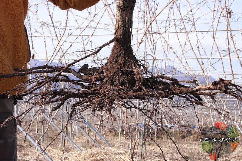 так надо обрезать корни.