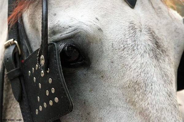 Источник фото сервис Яндекс.Картинки. Шоры