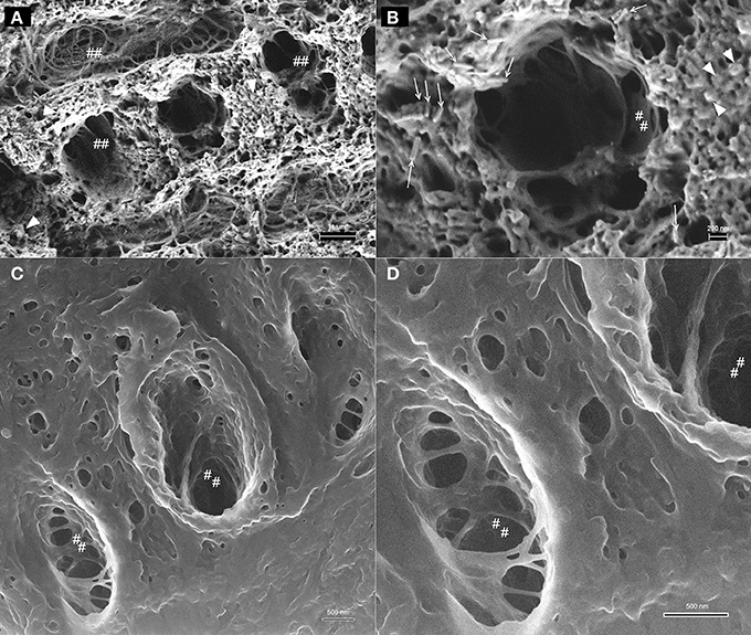 Структура эмали под электронным микроскопом. 