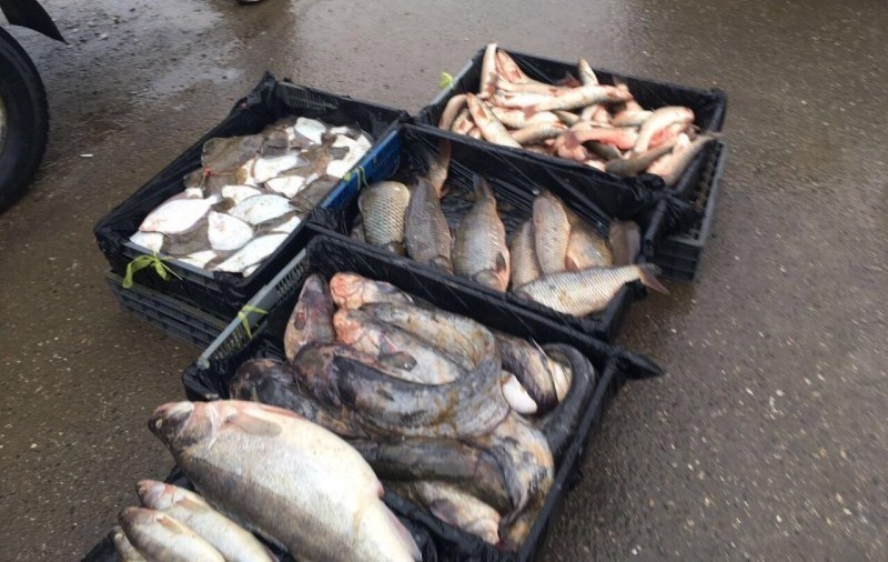 Не могут или не хотят. Мнение о попытках побороть нелегальную торговлю