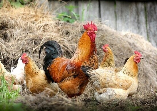 Фото из открытых источников