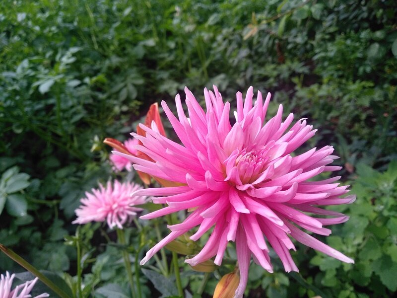 Георгин Императорский Dahlia Imperialis