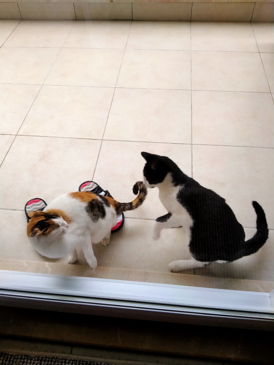 Воспитательный процесс от турецкого кота.