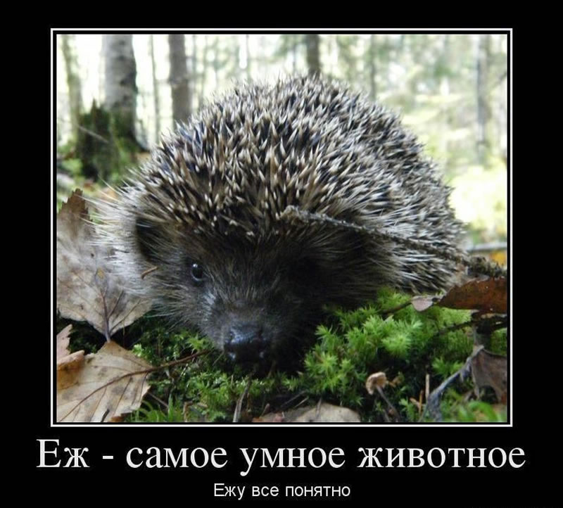 Яндекс.Картинки