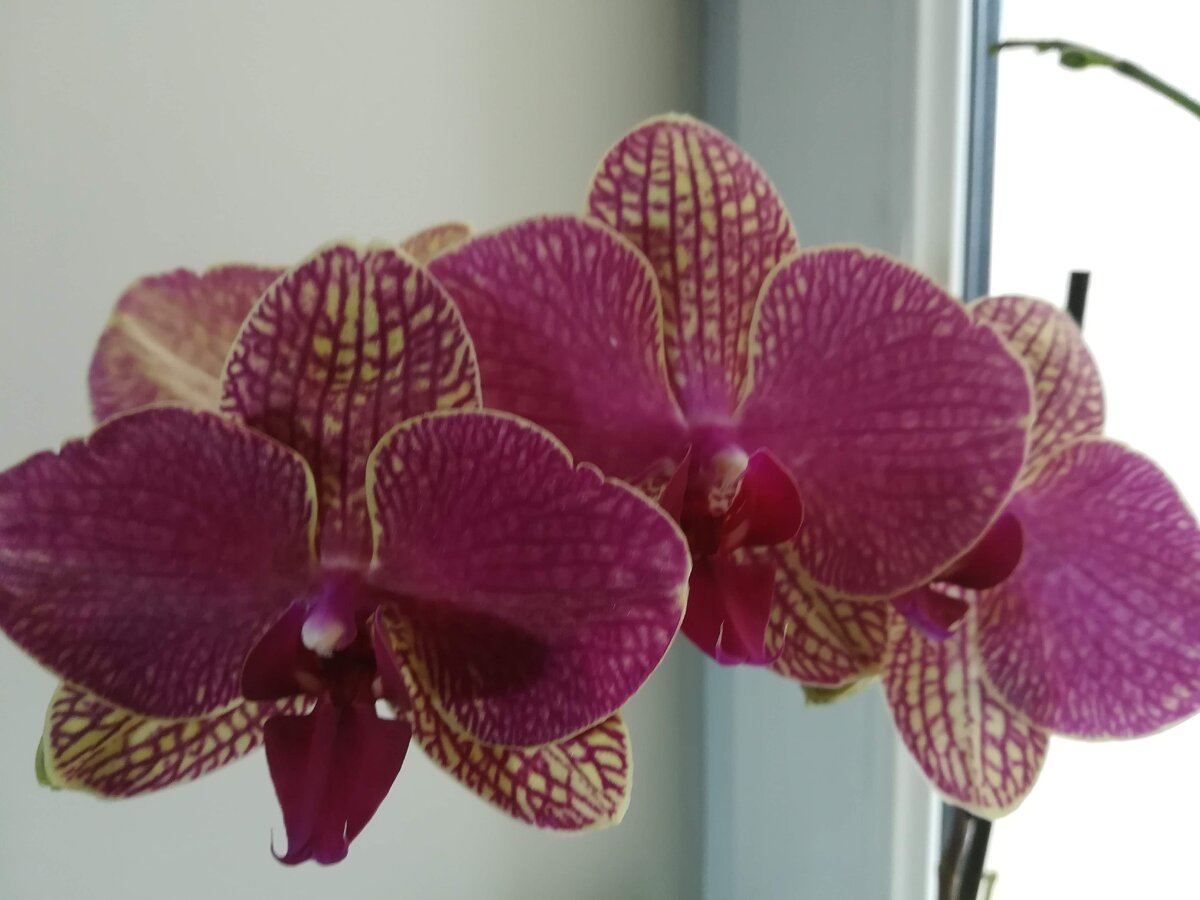 Людмила Немлиенко