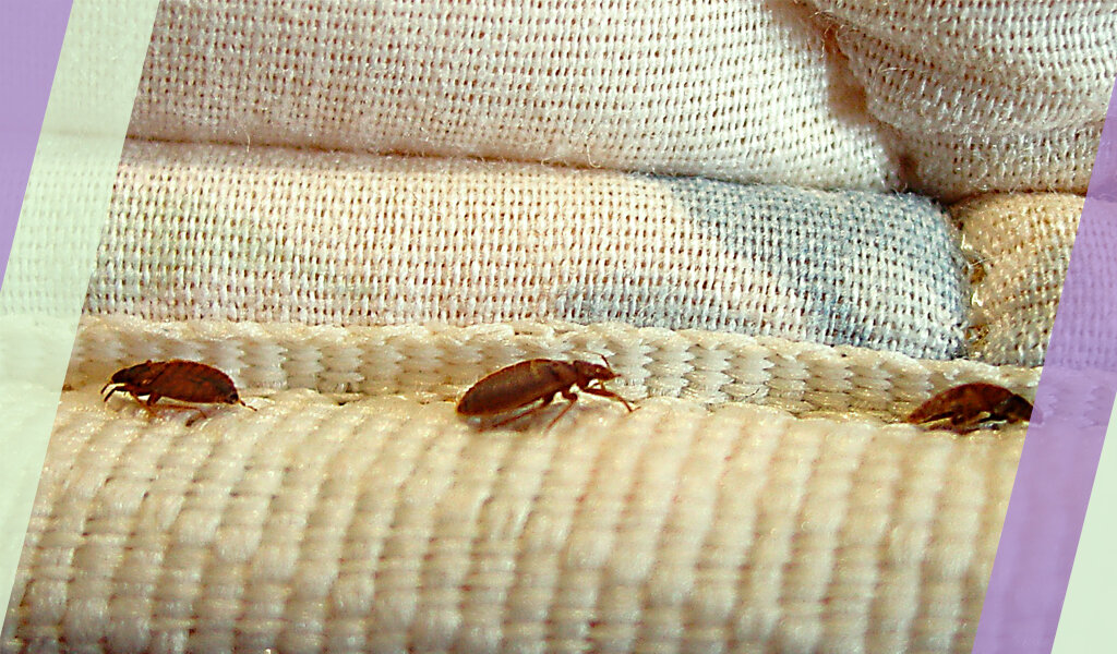 Будьте бдительны. Ведь клопы могут поселиться и у вас. 