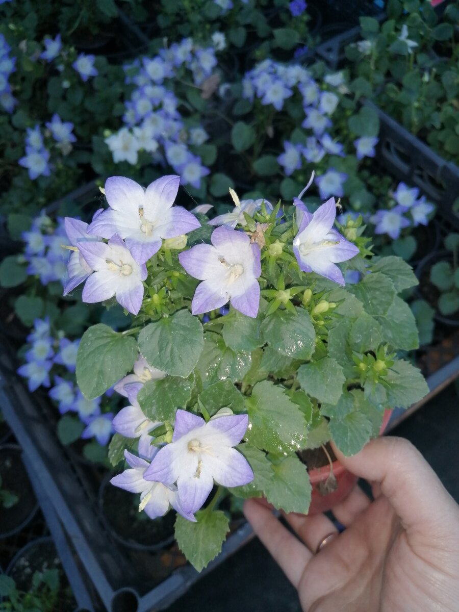 Кампанула би колор (любовник) 