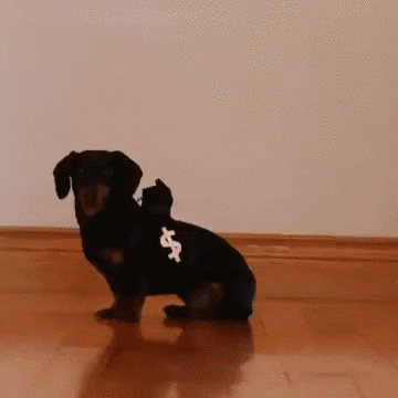 giphy.com