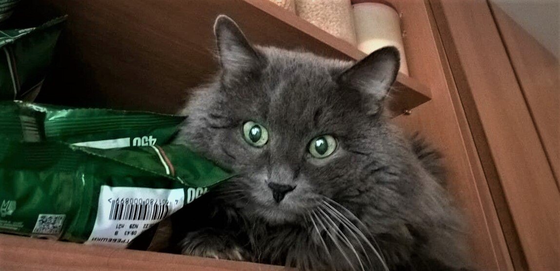 С виду может показаться, что он добрый и пушистый, но на самом деле у него есть прямая связь с преисподней, чтобы устраивать ужасы на этой земле.