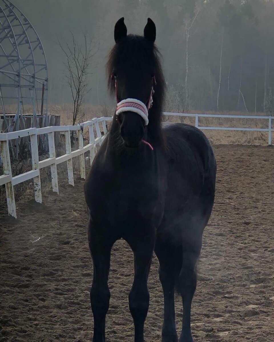 Николь 6 месяцев.