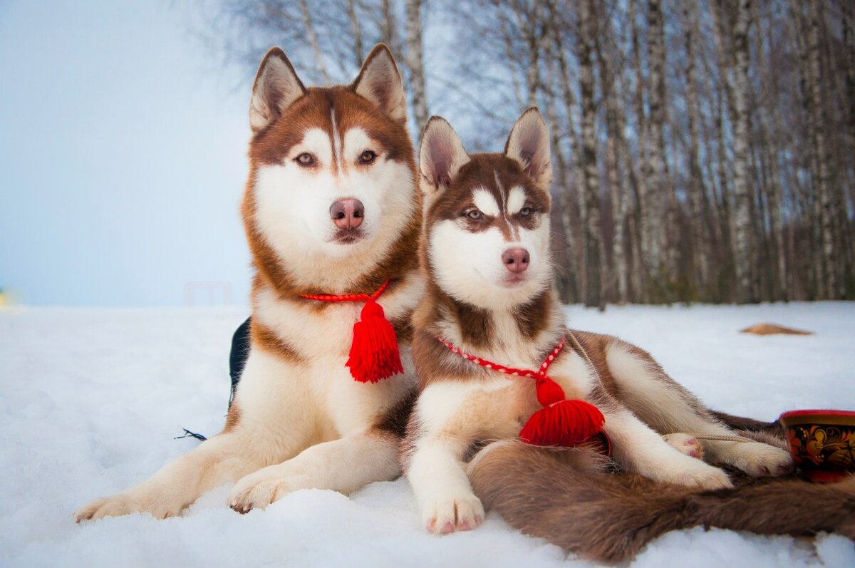 Игорь и сын его Инди