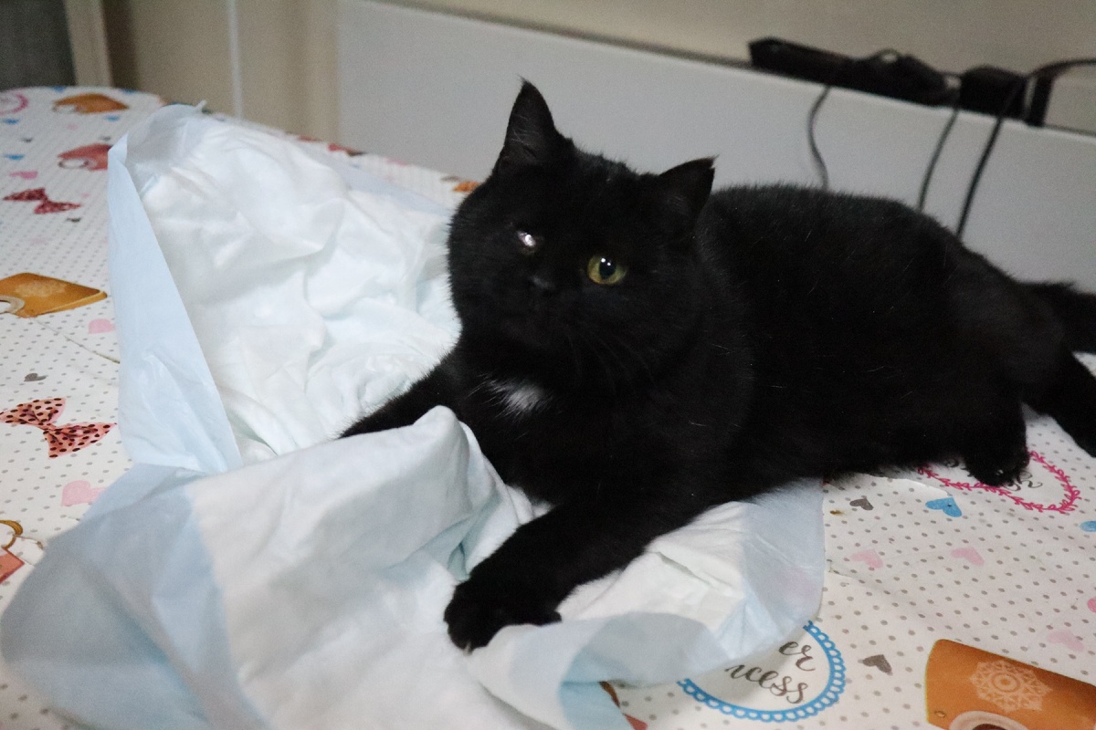 Долг по Месси более 13 тысяч рублей. Срочно надо гасить. Готовлю свой зарплату. 