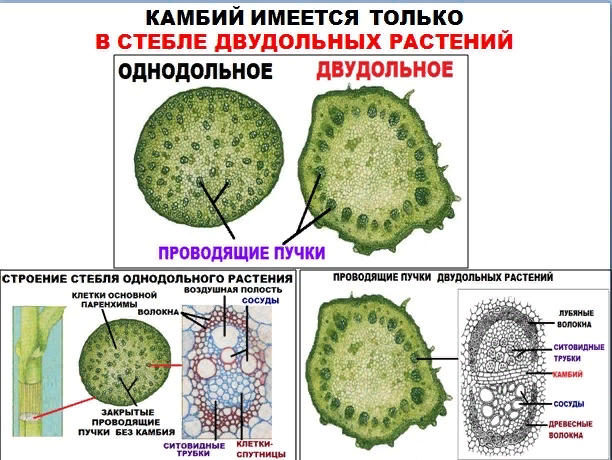 Проверочная работа по двудольным биология. Вегетативные органы двудольных растений. Камбиальное кольцо в стебле у однодольных или двудольных. Двудольные кабинальное кольцо в стебле. Проводящая опорная запасающая осевая фото.