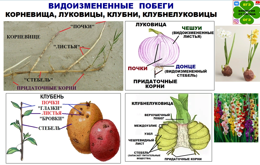 Докажите что корневище и луковица видоизмененные побеги. Растения с видоизмененными побегами. Видоизмененные подземные побеги таблица. Видоизмененные стебли растений. Видоизмененные побеги растений.