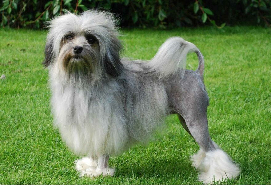 Малая Львиная Собака