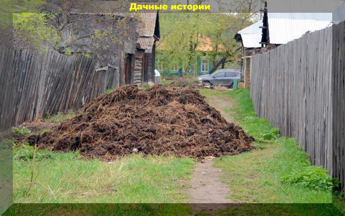 Как правильно использовать навоз. Для перегноя травы. Какой навоз самый полезный. Какой должен быть перегной.