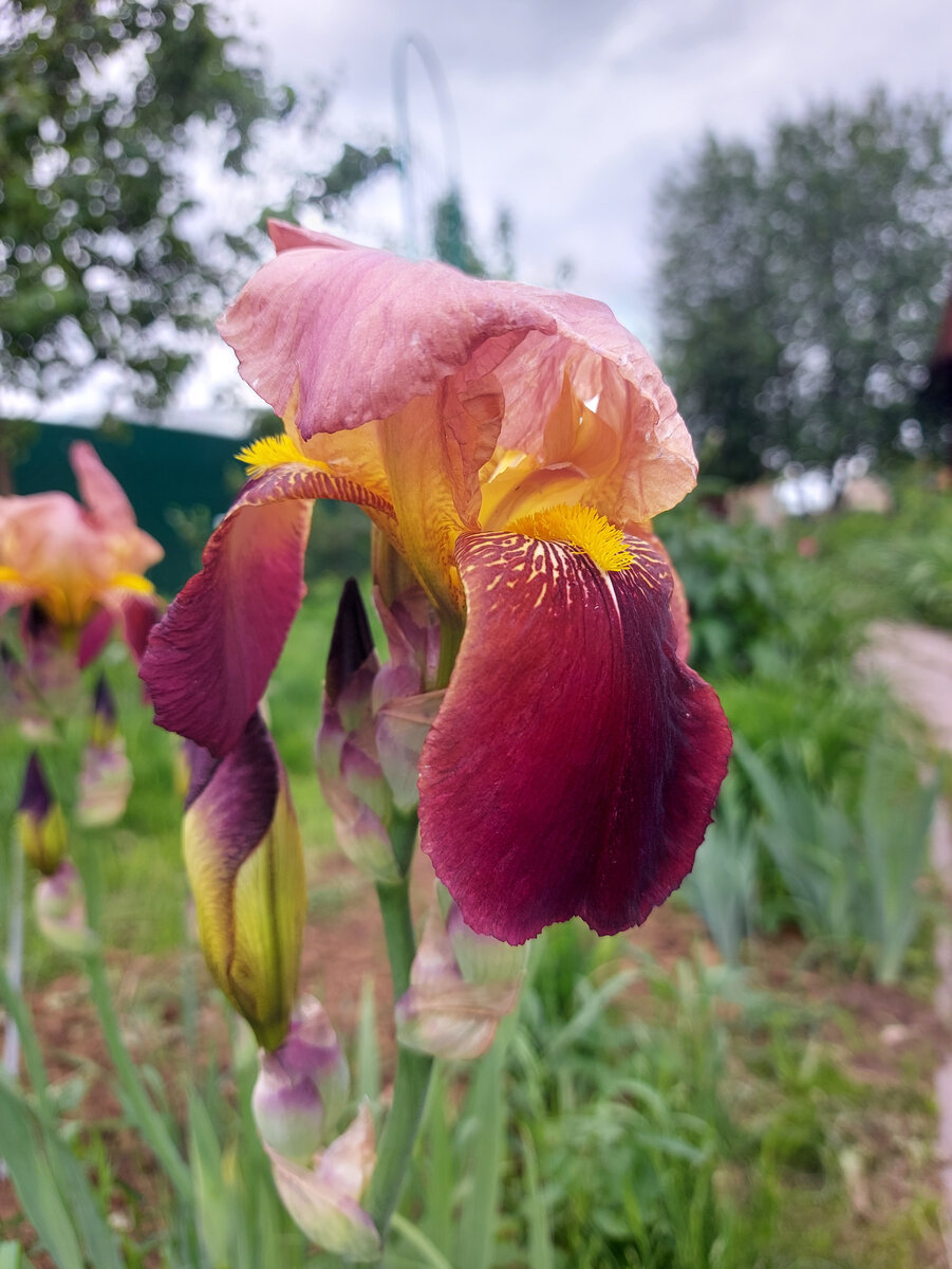 Ирис- летнее наслаждение красотой