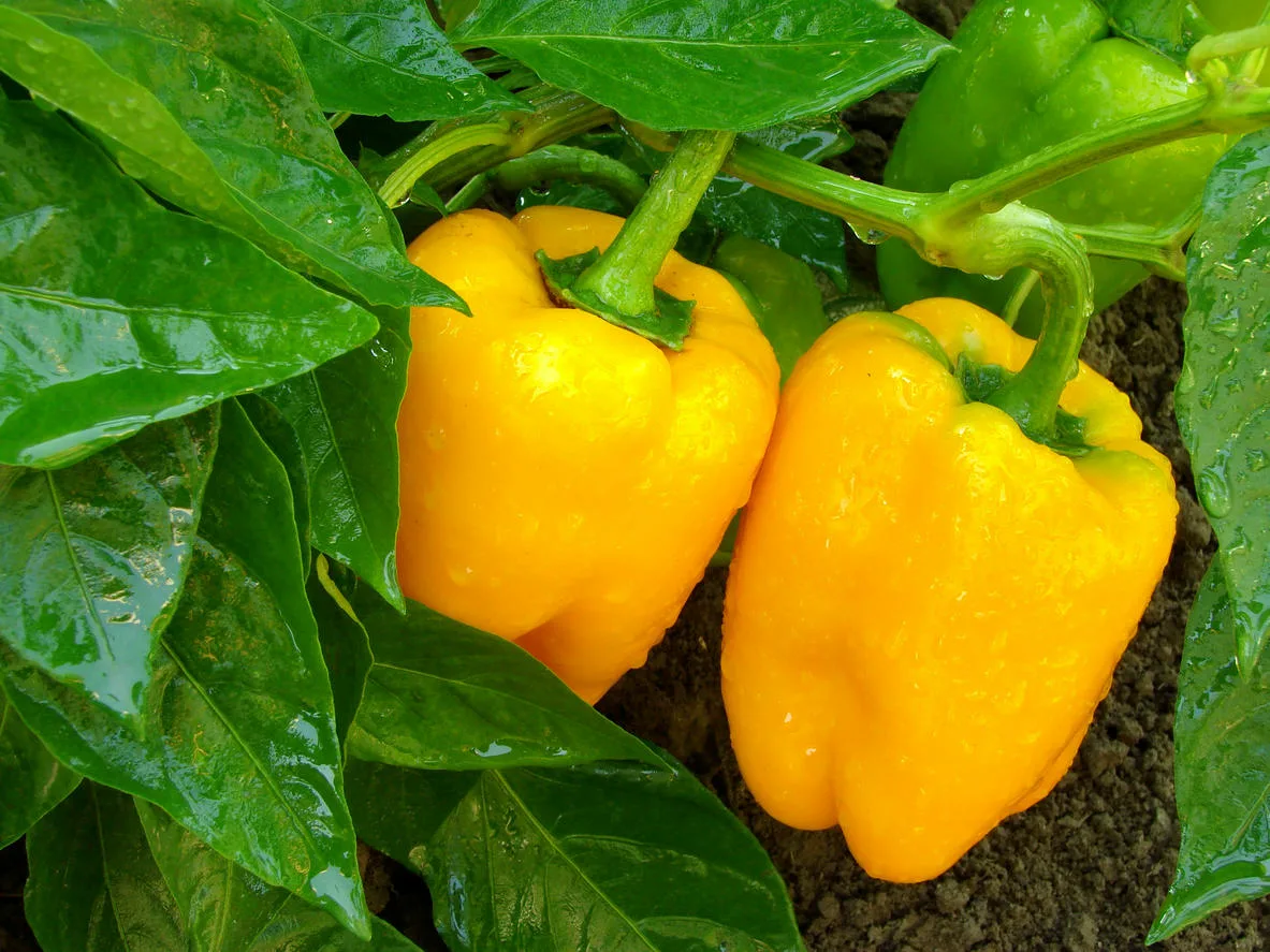 Болгарский перец википедия. Болгарский капсикум перец. Capsicum annuum сладкий перец. Перец златогривый Лев. Перец капсикум желтый.