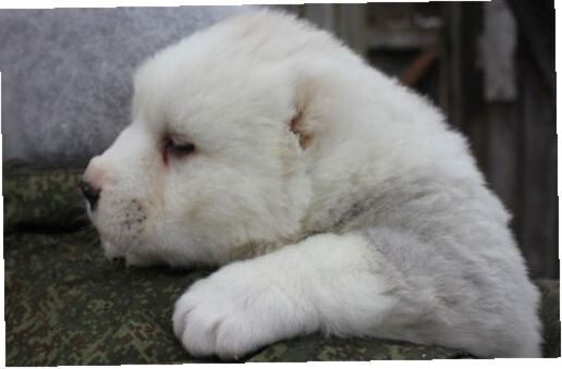 спасенный щенок