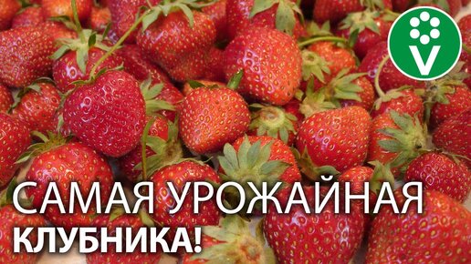 В 2 РАЗА БОЛЬШЕ КЛУБНИКИ, чем обычно! Обработка клубники весной для ...