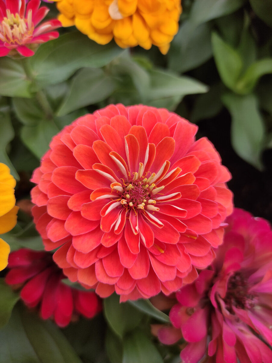 Коралловые Дайкири