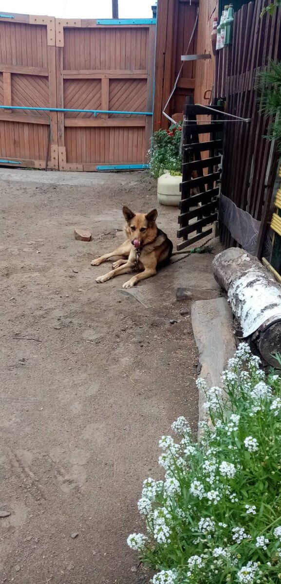 Рекс