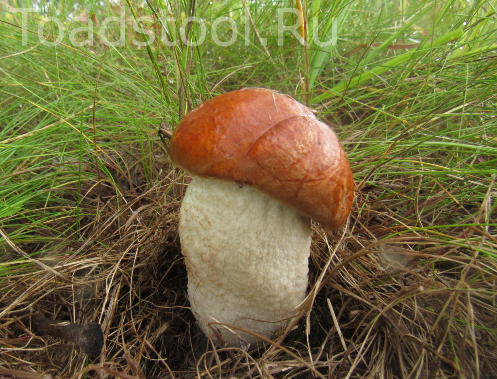 Тут, заметьте, потемнение чешуек в процессе (фото И.Лебединского)