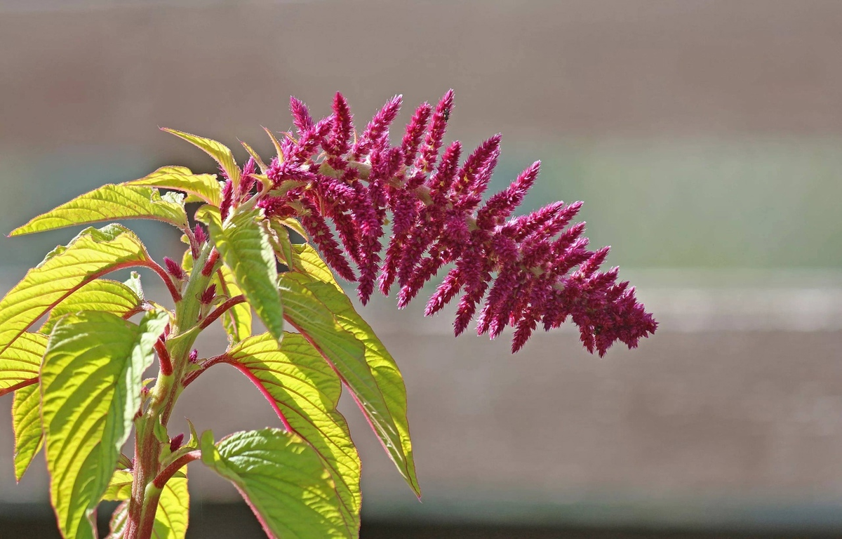 Известно более 100 видов амаранта. Из них в качестве декоративных растений культивируются 4. 