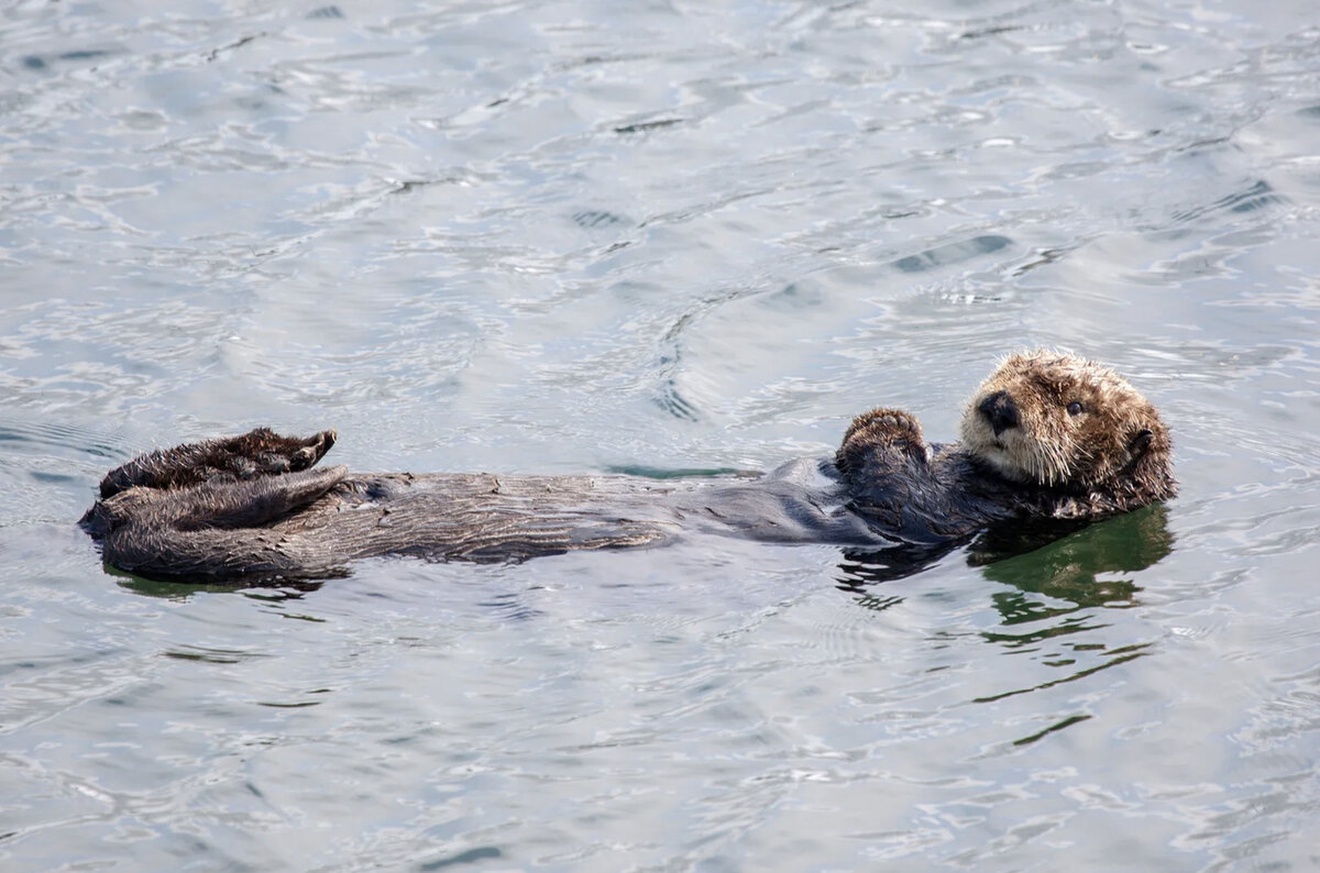Seattle Aquarium on Instagram: "Happy Mother’s Day! Around noon, we’re going liv