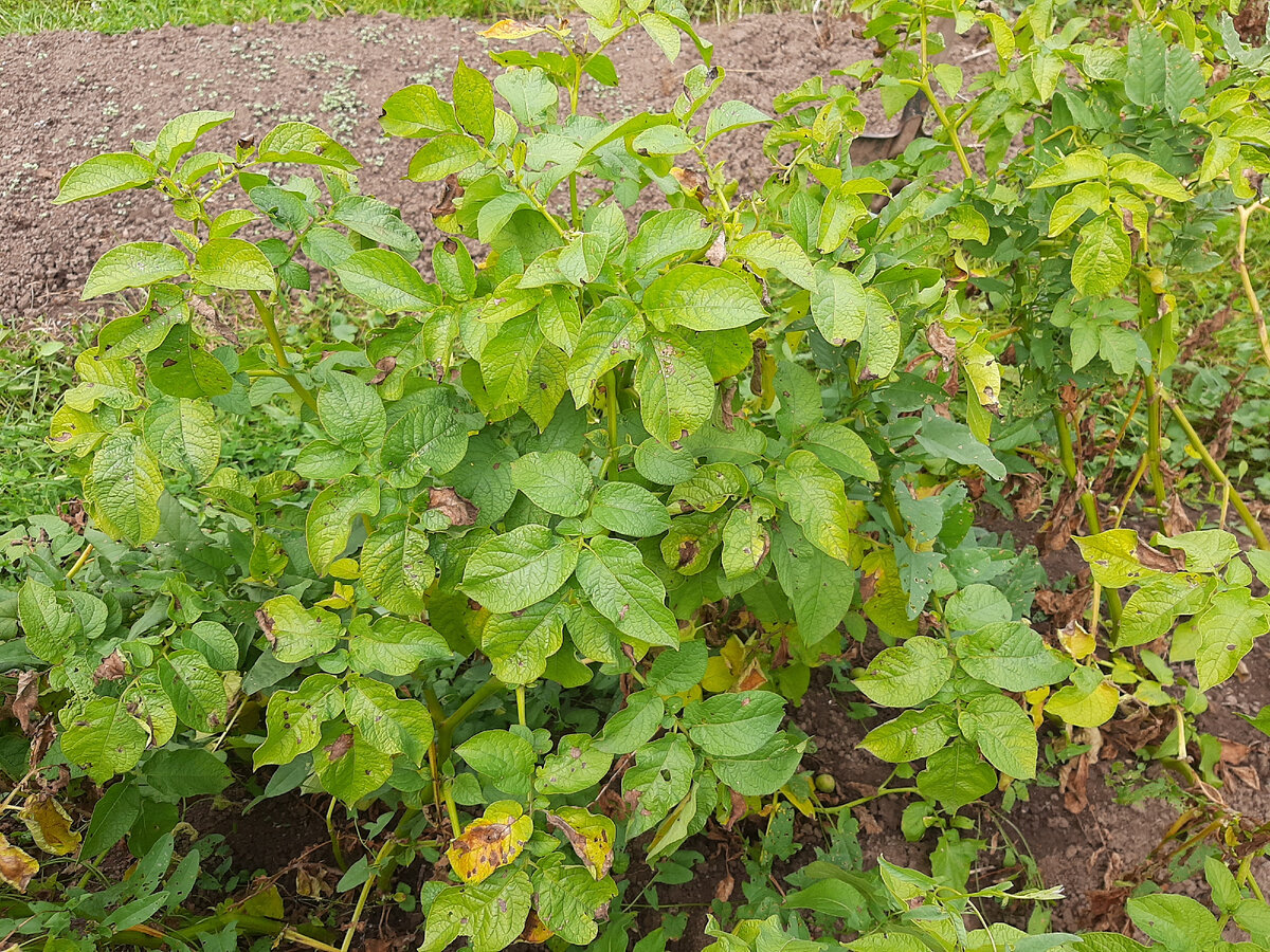 Кусты зеленые, но погода уже заставляет копать.