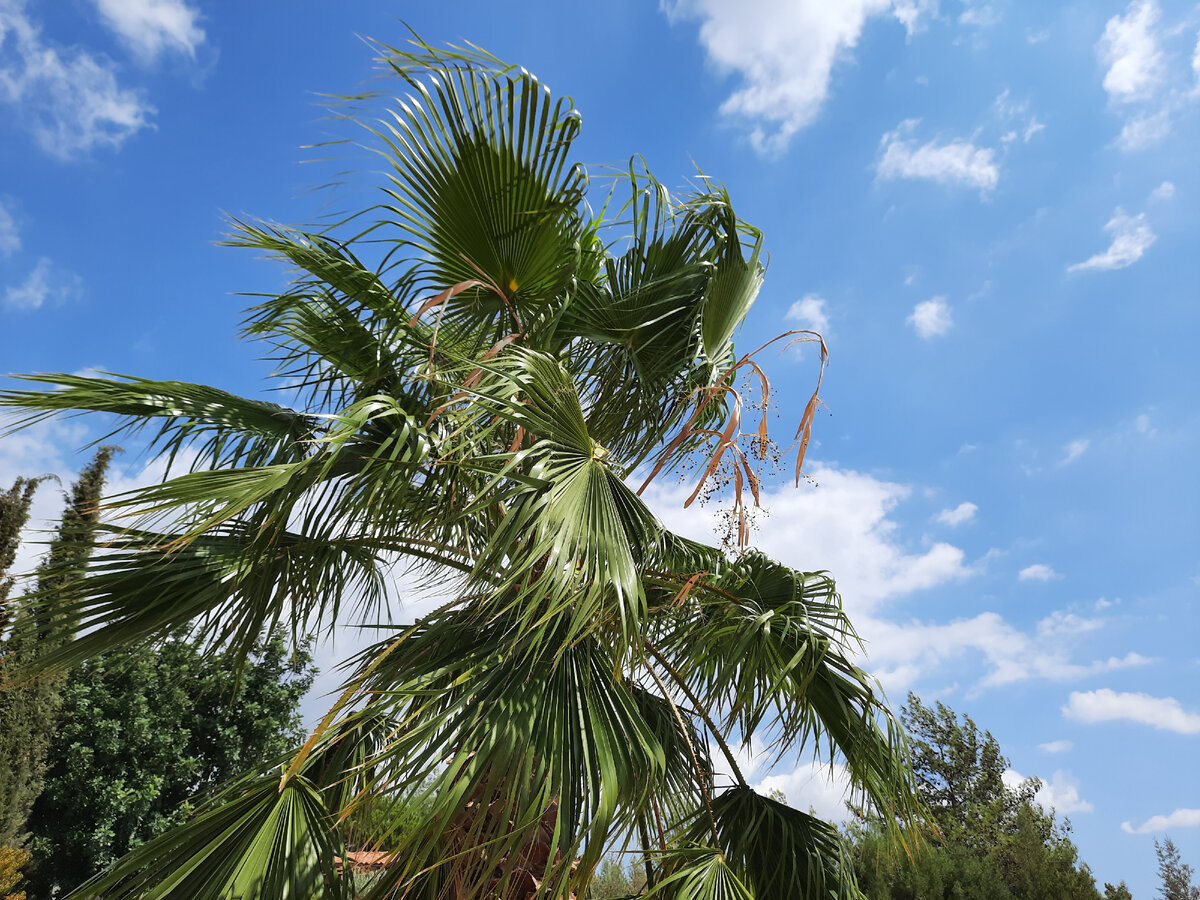 Это пальма. На пальме созрел урожай 