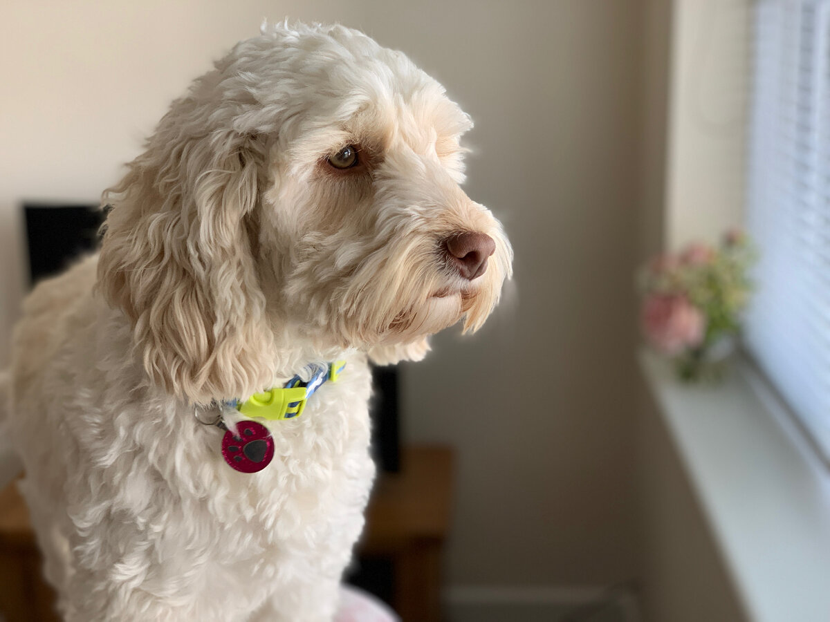 Кокапу (Фото: https://www.flickr.com/photos/41523831@N06/47738315152/)