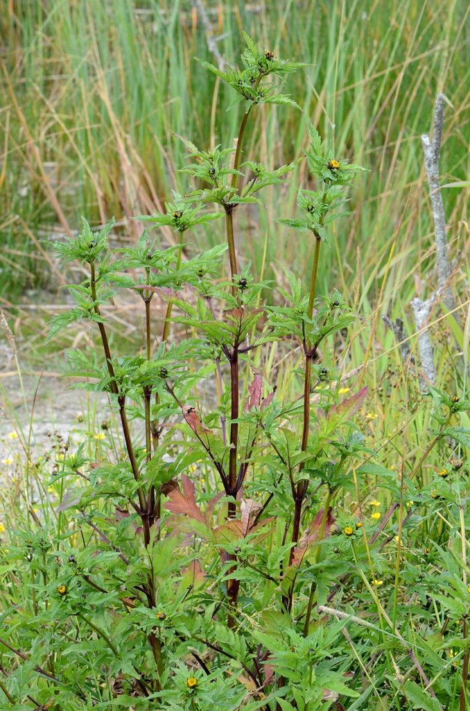 kongeaastien.dk/en/content/three-lobe-beggarticks