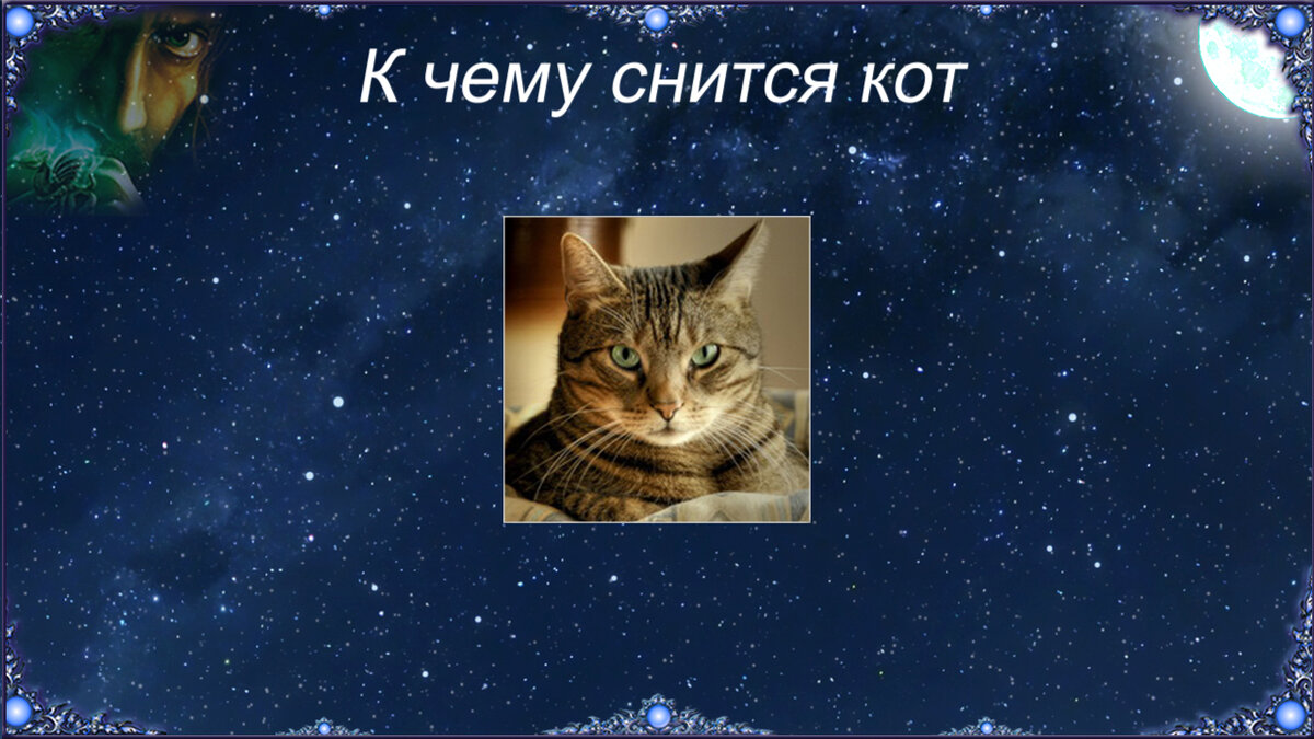 Сонник — к чему снится кот